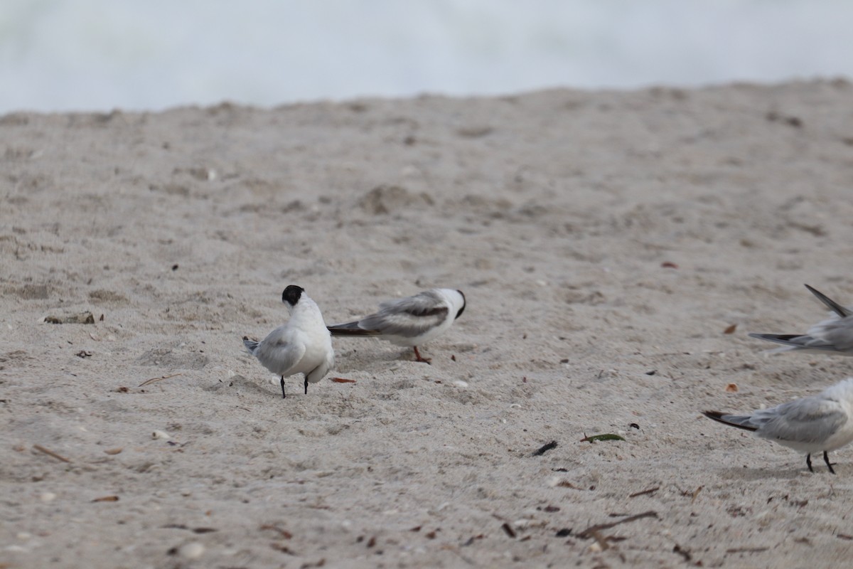 Common Tern - ML620490303