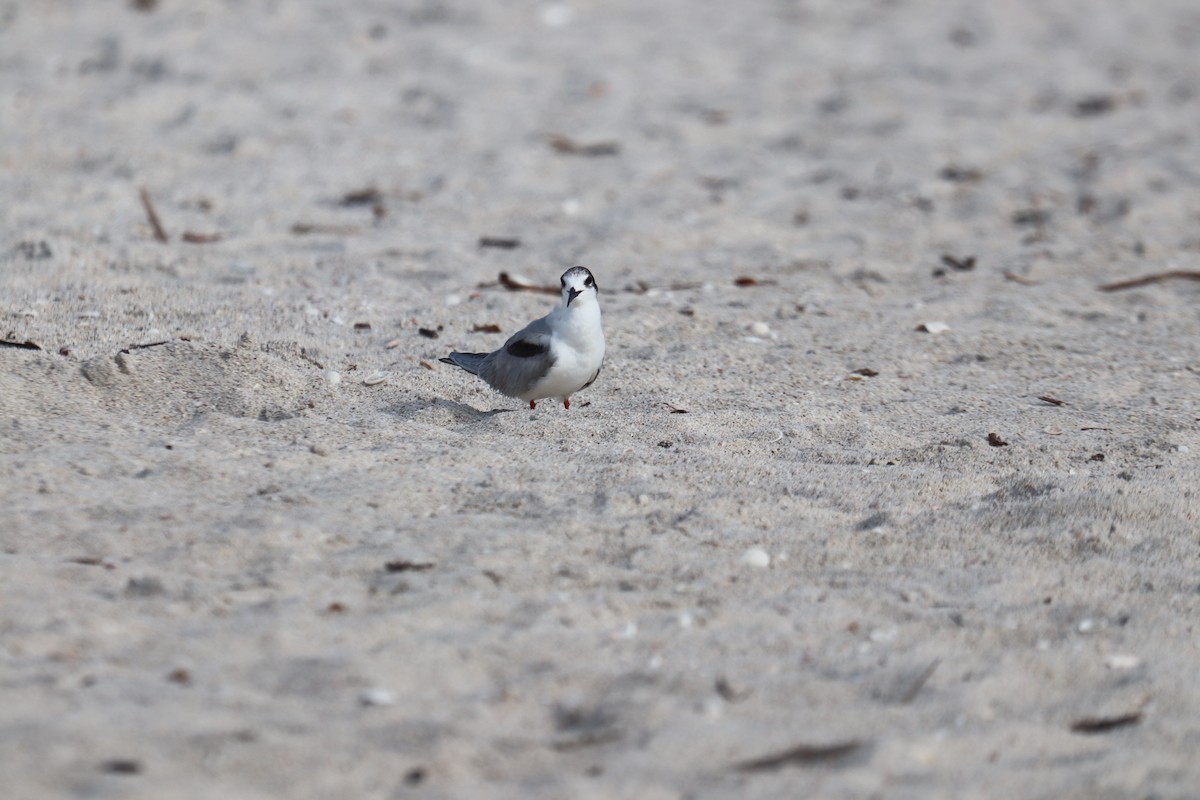 Common Tern - ML620490308