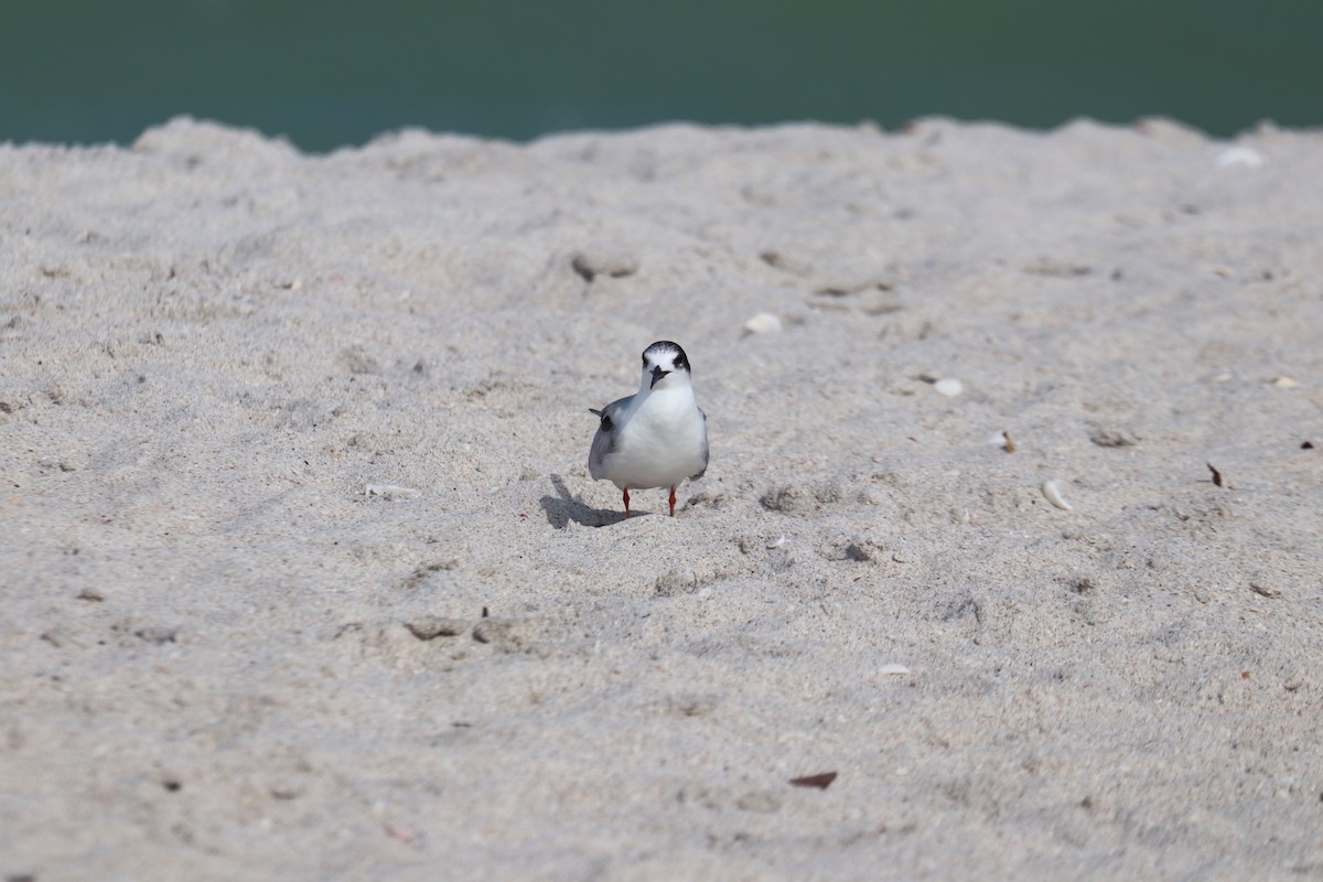 Common Tern - ML620490311