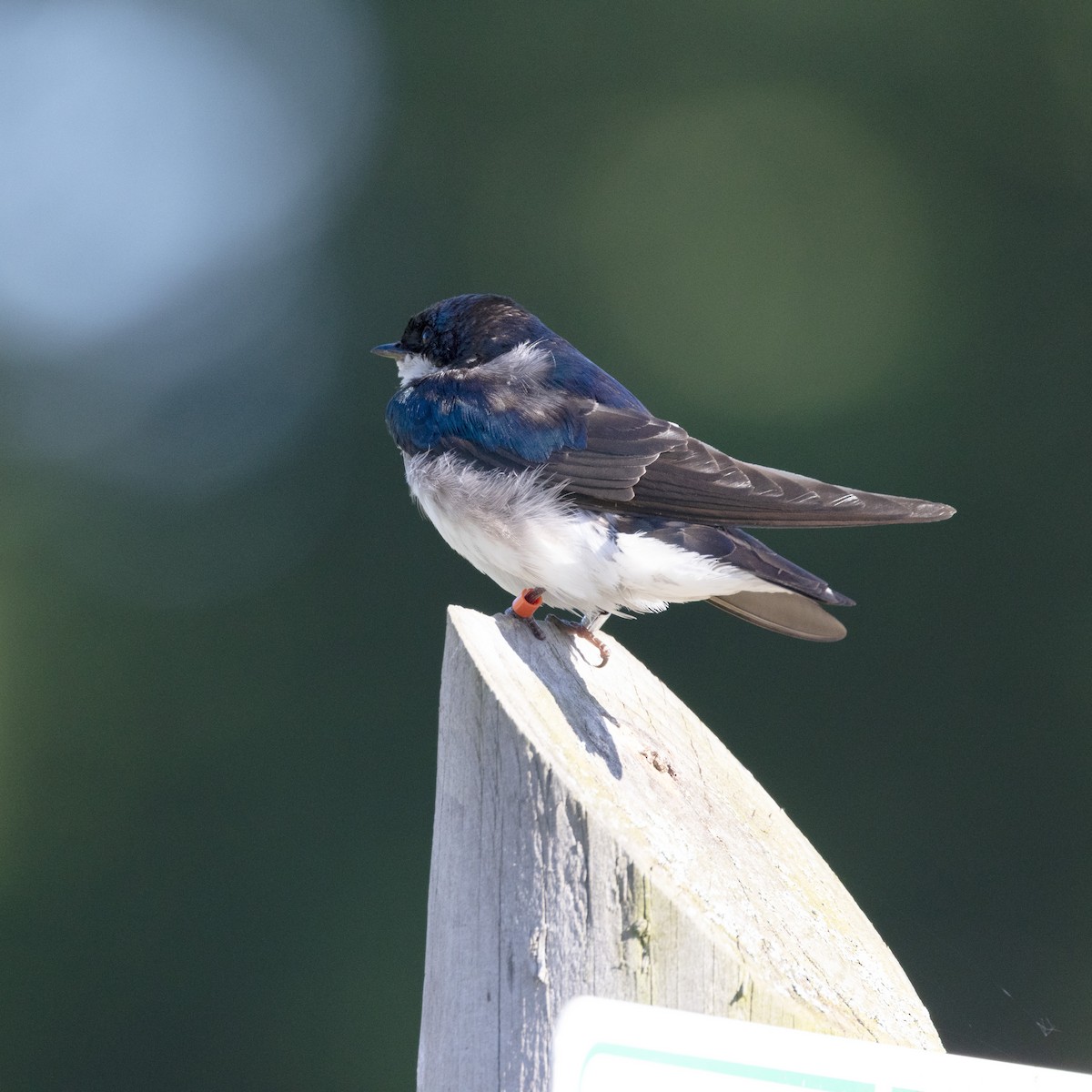 Tree Swallow - ML620490313