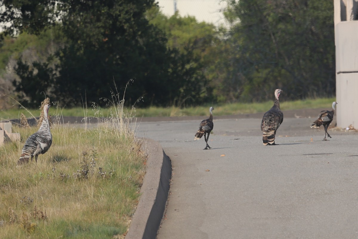 Wild Turkey - ML620490318