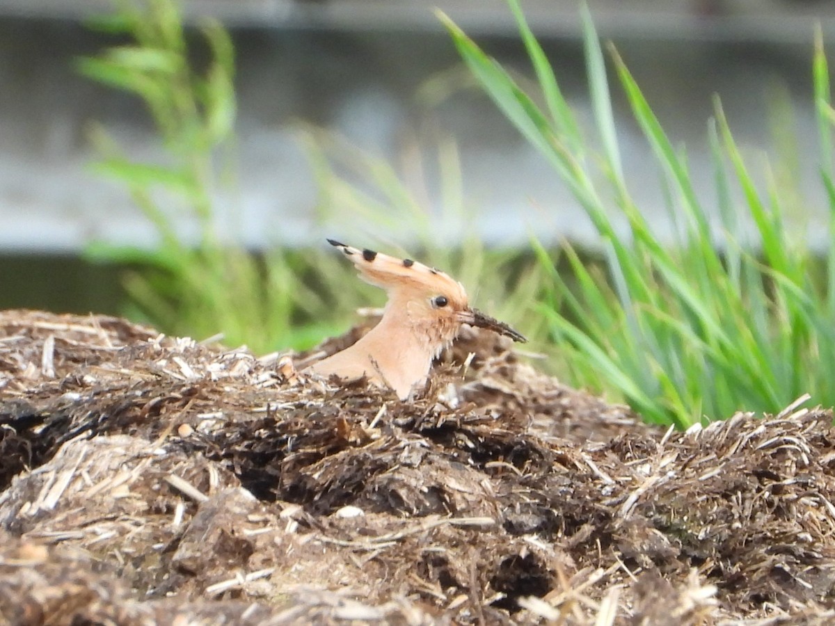 Eurasian Hoopoe - ML620490320