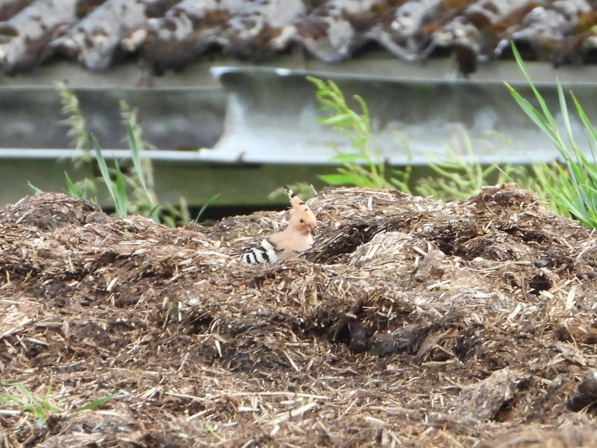 Eurasian Hoopoe - ML620490321