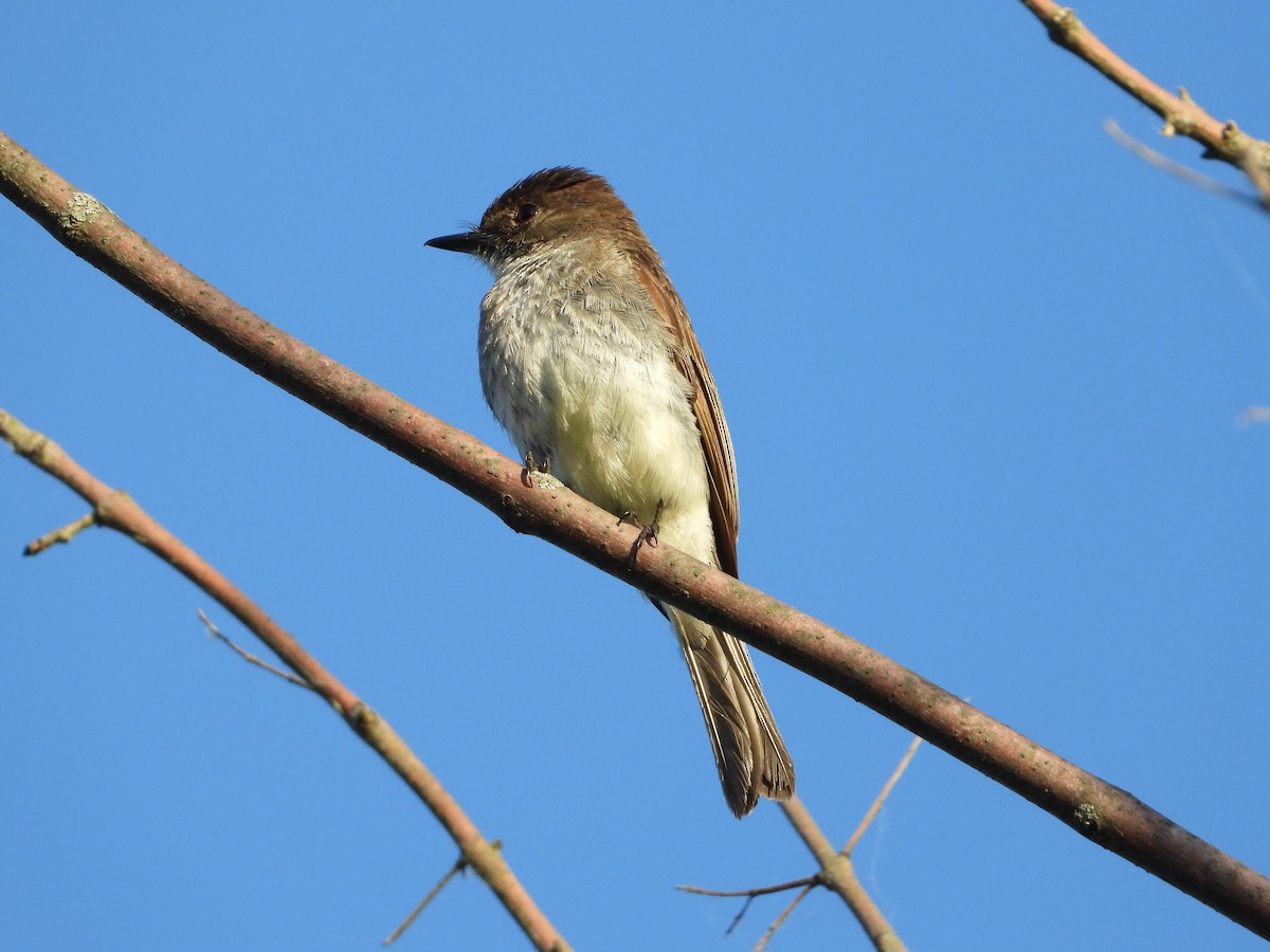 Eastern Phoebe - ML620490324