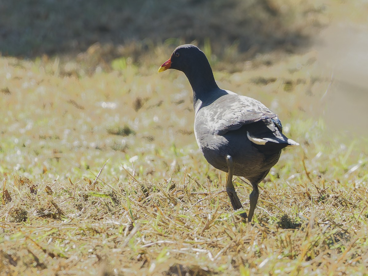 Gallinule sombre - ML620490327