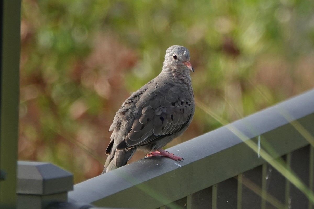 Common Ground Dove - ML620490328