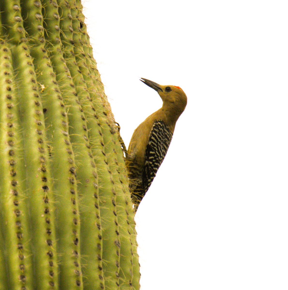 Gila Woodpecker - ML620490329