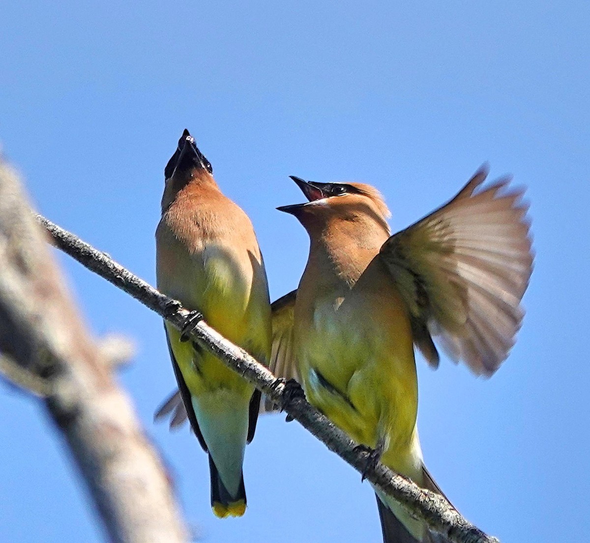 Cedar Waxwing - ML620490331