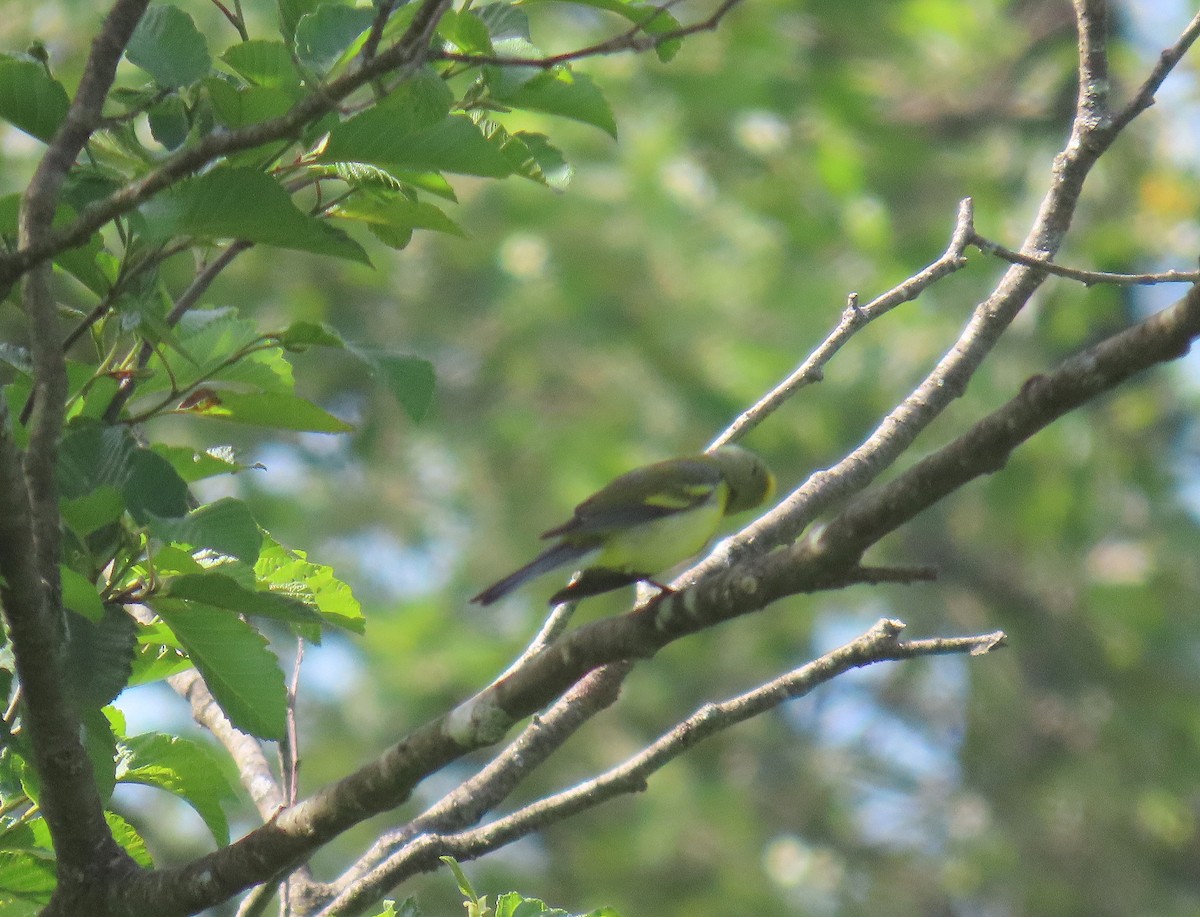 Golden-winged x Blue-winged Warbler (hybrid) - ML620490335