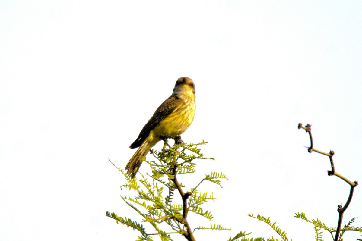 Vermilion Flycatcher - ML620490338