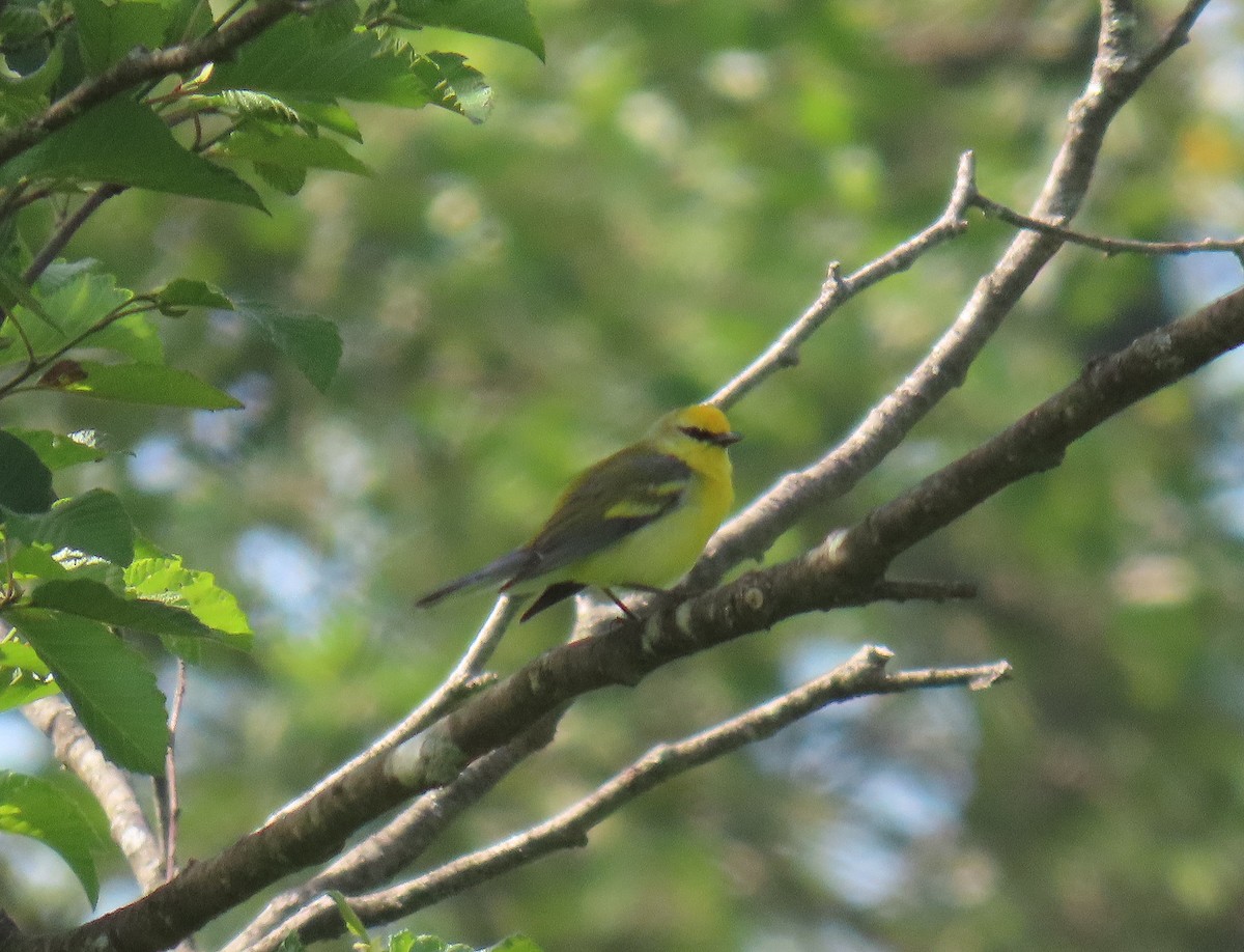 Golden-winged x Blue-winged Warbler (hybrid) - ML620490340