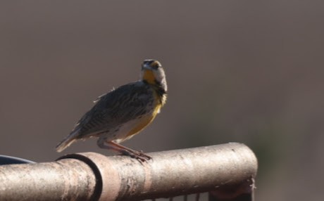 Chihuahuan Meadowlark - ML620490342