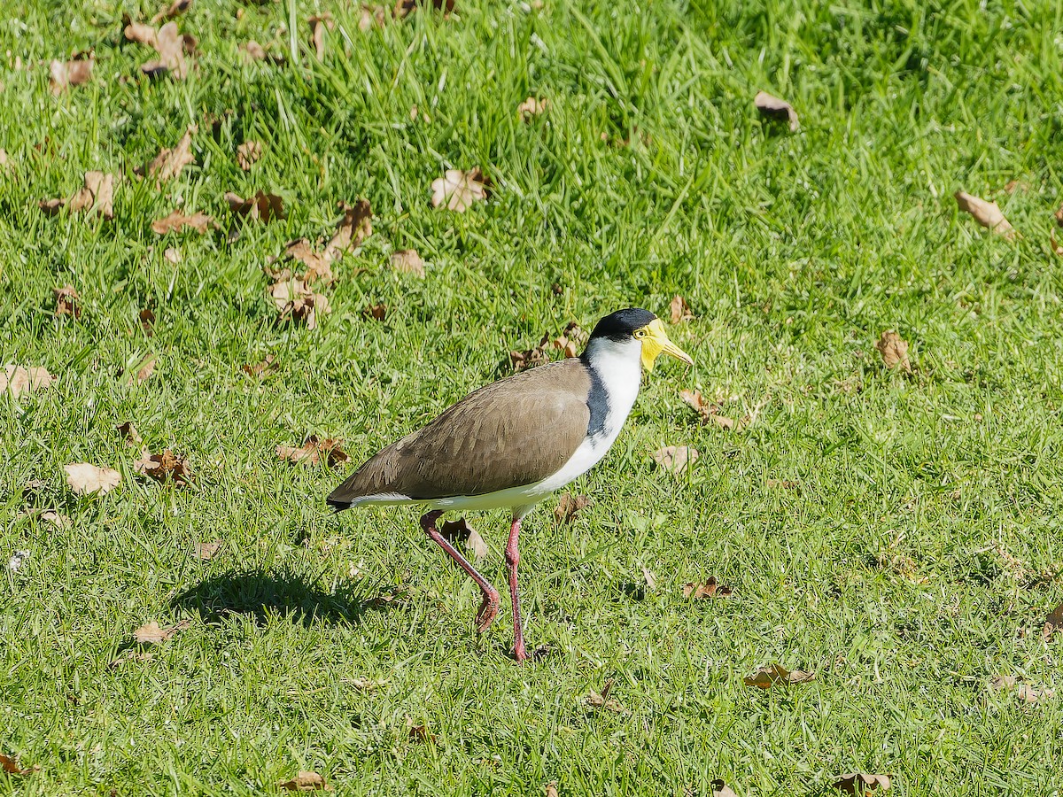 Masked Lapwing (Black-shouldered) - ML620490349