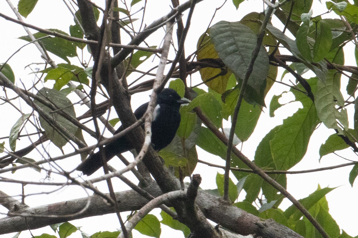 Fulvous-crested Tanager - ML620490353