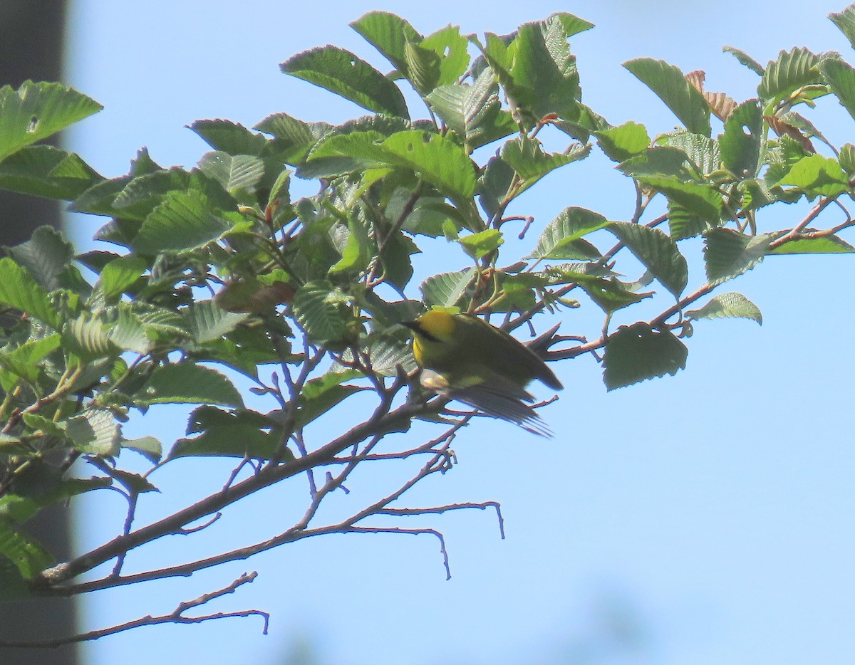 Golden-winged x Blue-winged Warbler (hybrid) - ML620490354