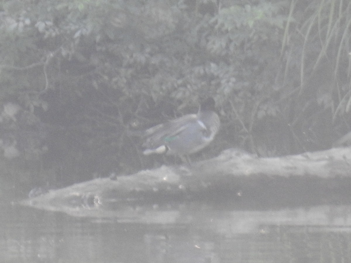 Green-winged Teal - ML620490355