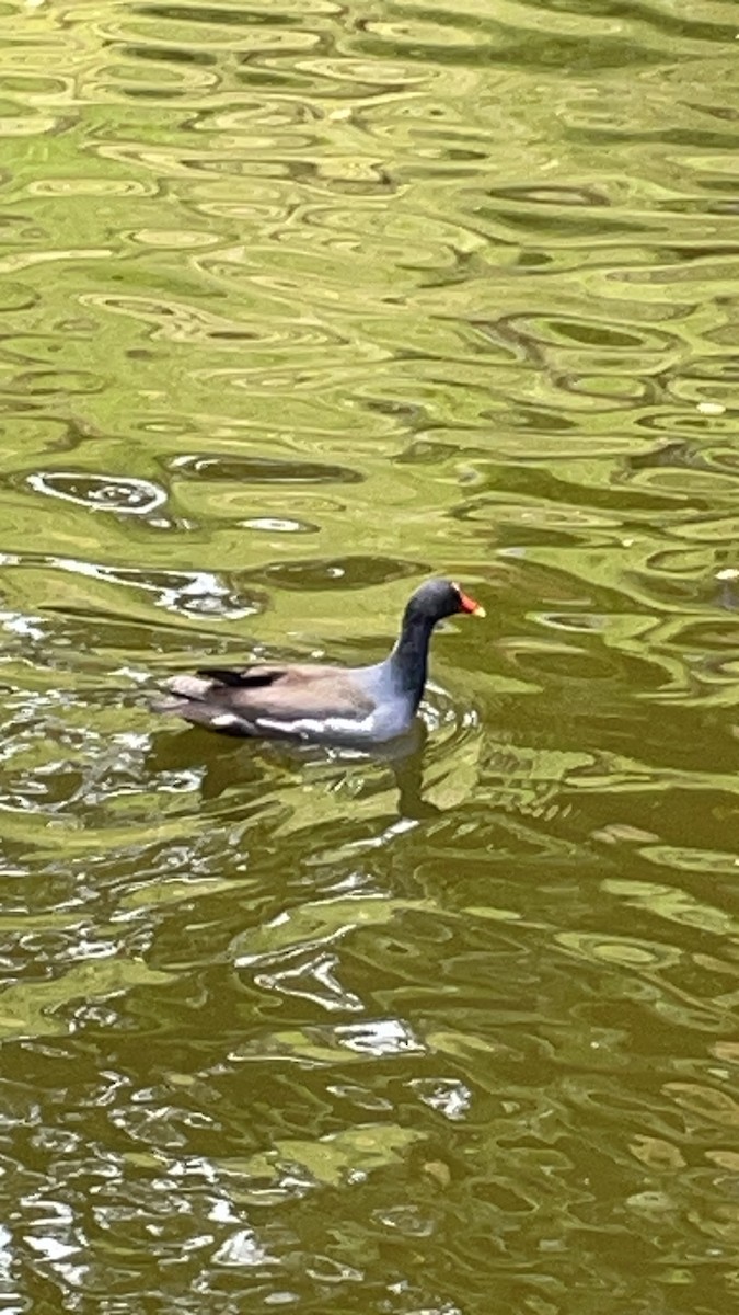 Eurasian Moorhen - ML620490358