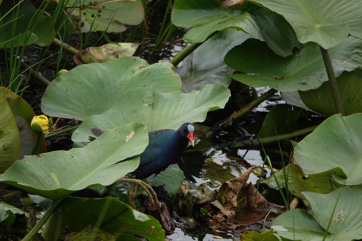 Purple Gallinule - ML620490362