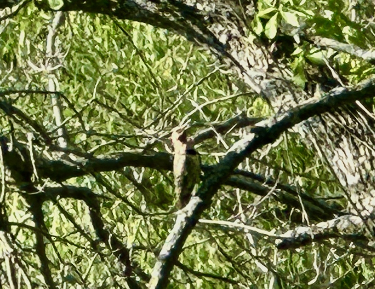 Northern Flicker - ML620490370