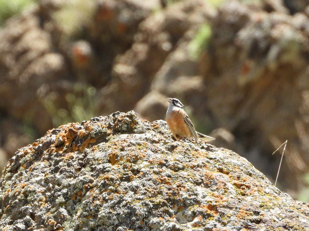 Rock Bunting - ML620490375