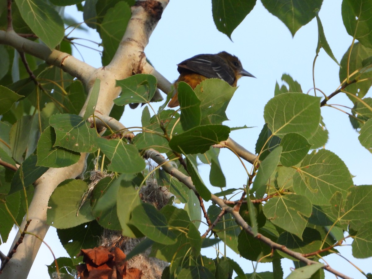 Baltimore Oriole - ML620490380