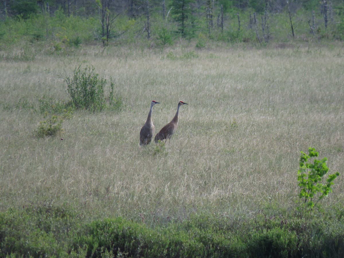 Sandhill Crane - ML620490381