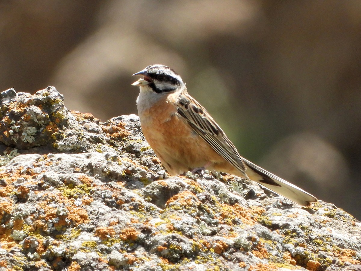 Rock Bunting - ML620490385