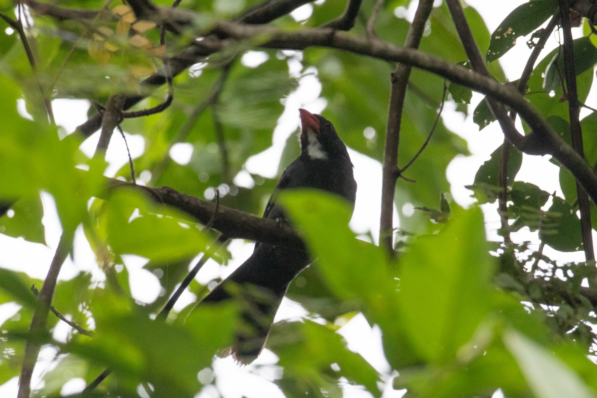 Slate-colored Grosbeak - ML620490389