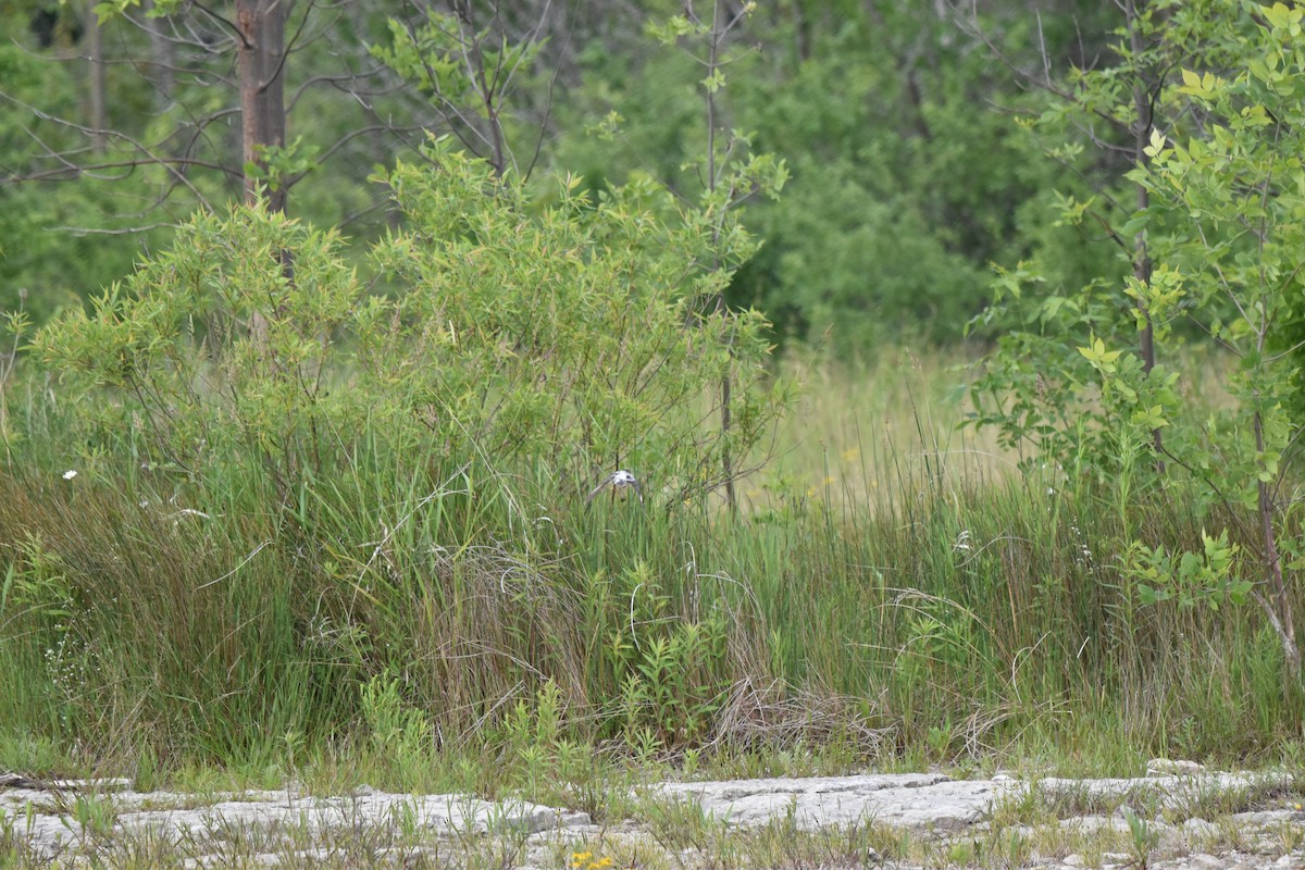 passerine sp. - Nancy Lance