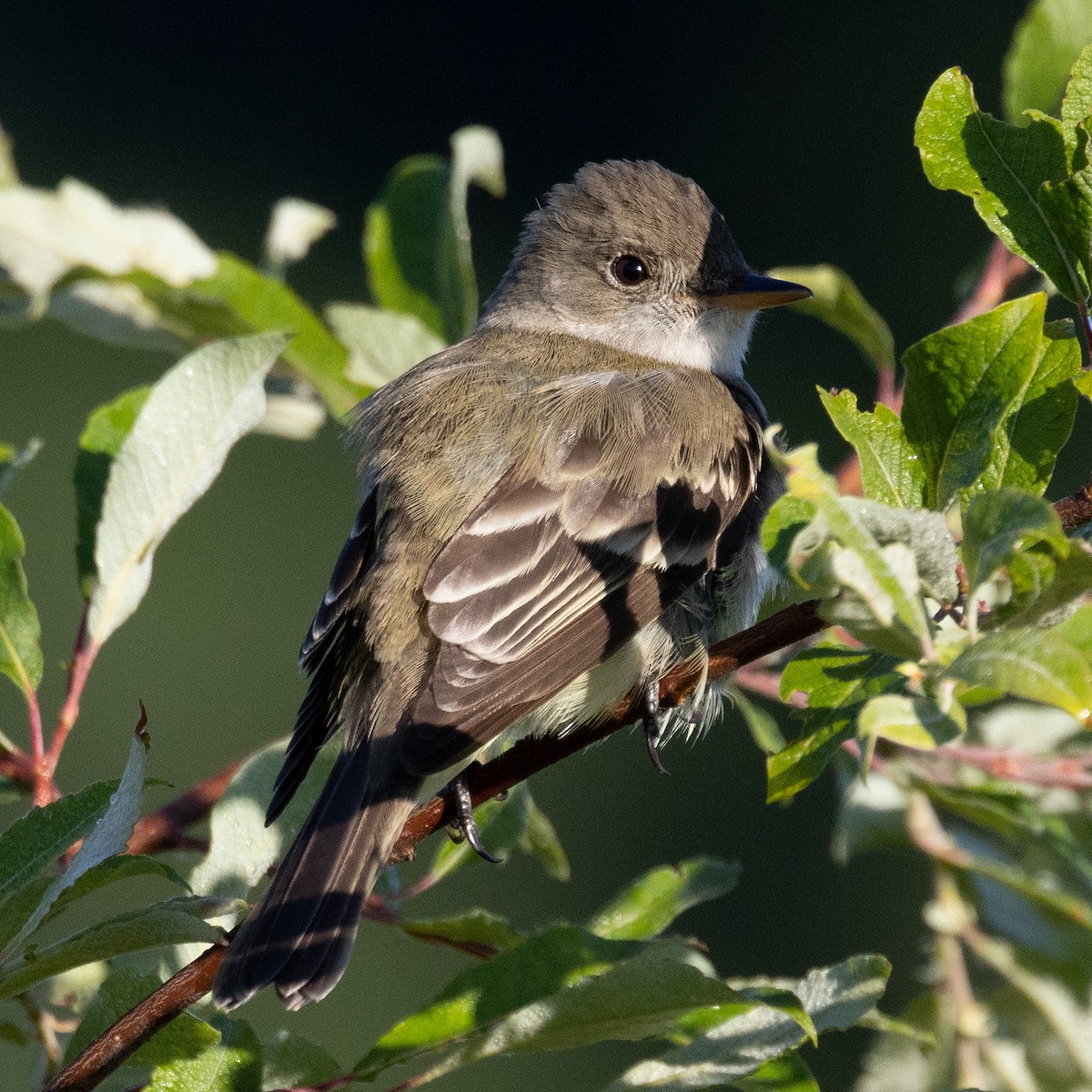 Willow Flycatcher - ML620490396