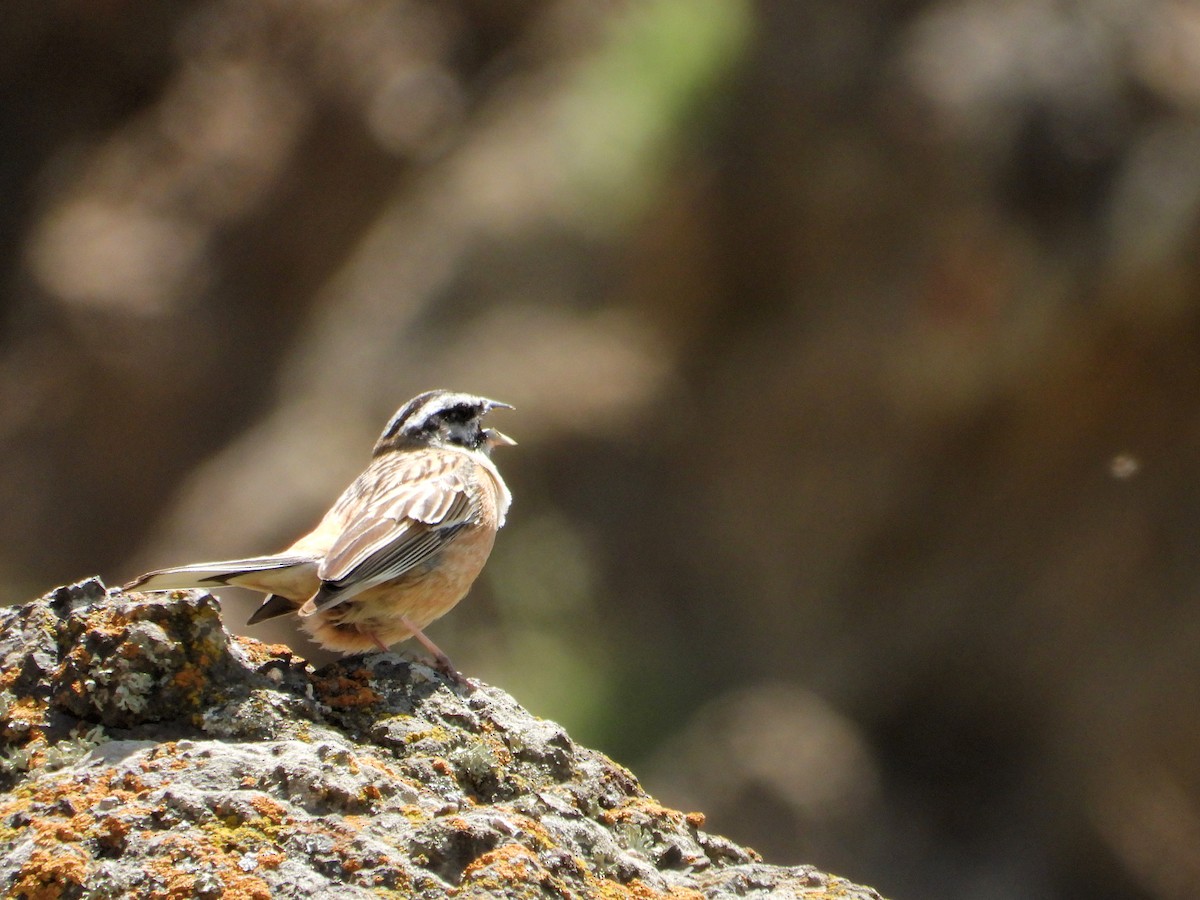 Rock Bunting - ML620490397