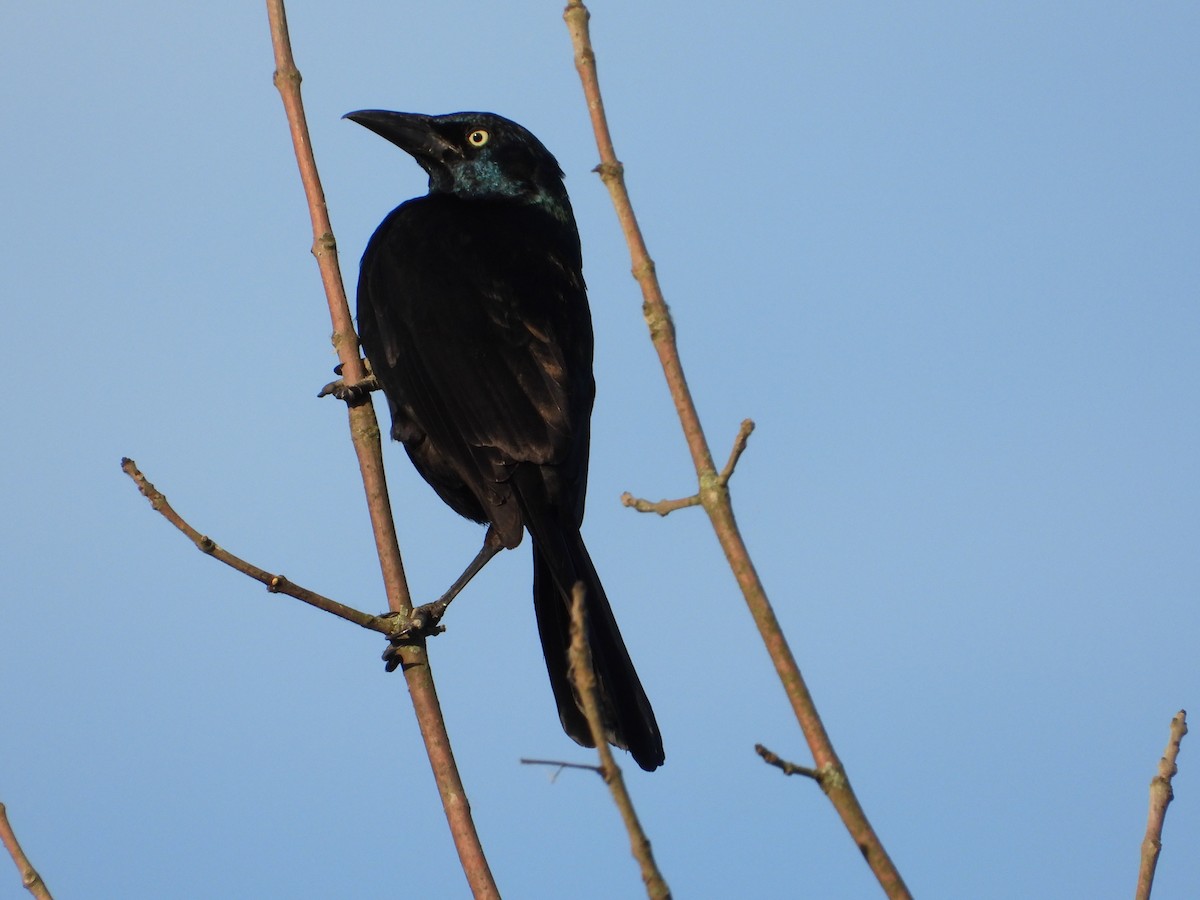 Common Grackle - ML620490399