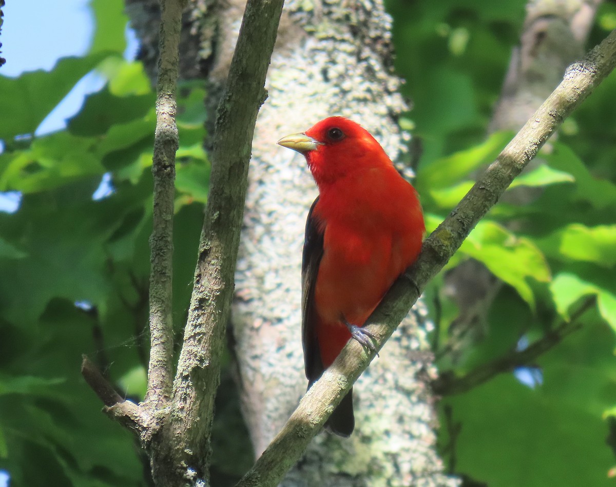 Scarlet Tanager - ML620490401