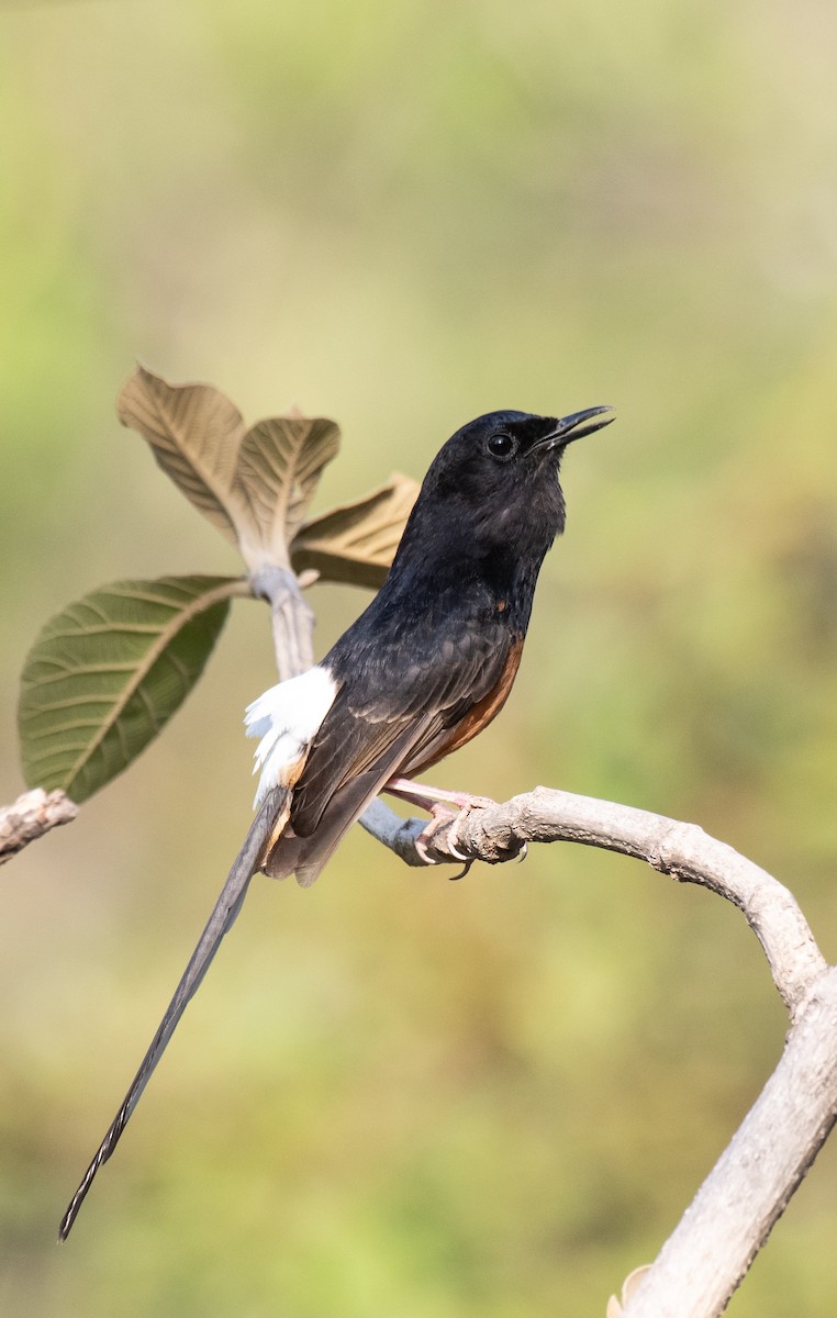 White-rumped Shama - ML620490408