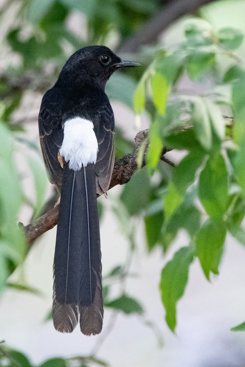 White-rumped Shama - ML620490410