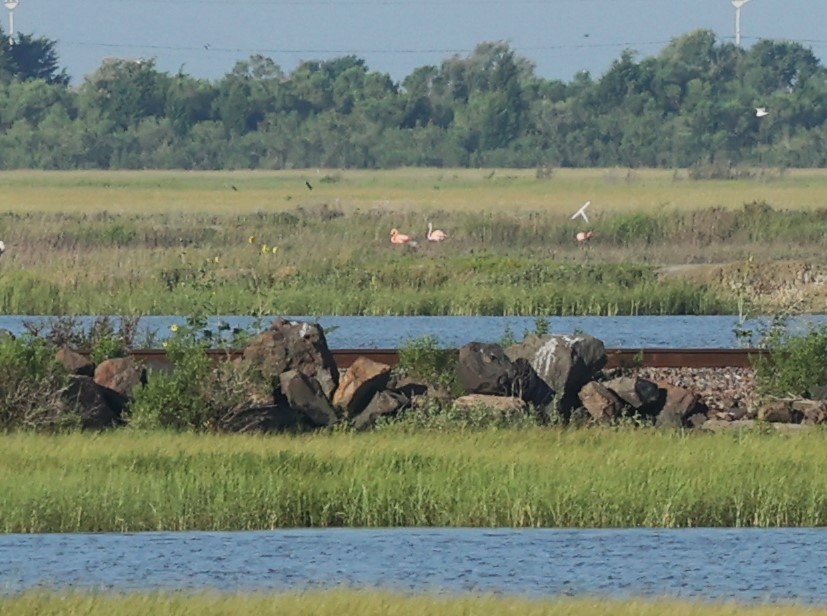 American Flamingo - ML620490413