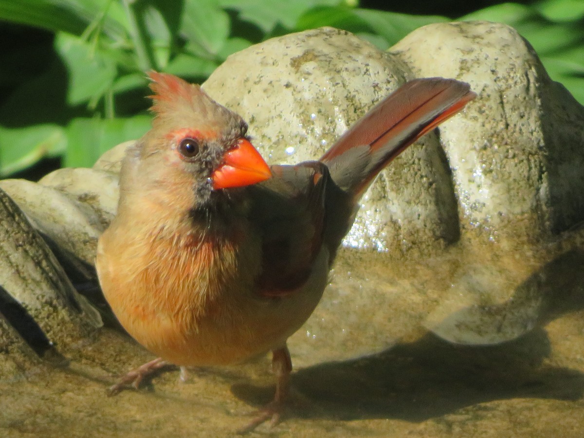 Northern Cardinal - ML620490414