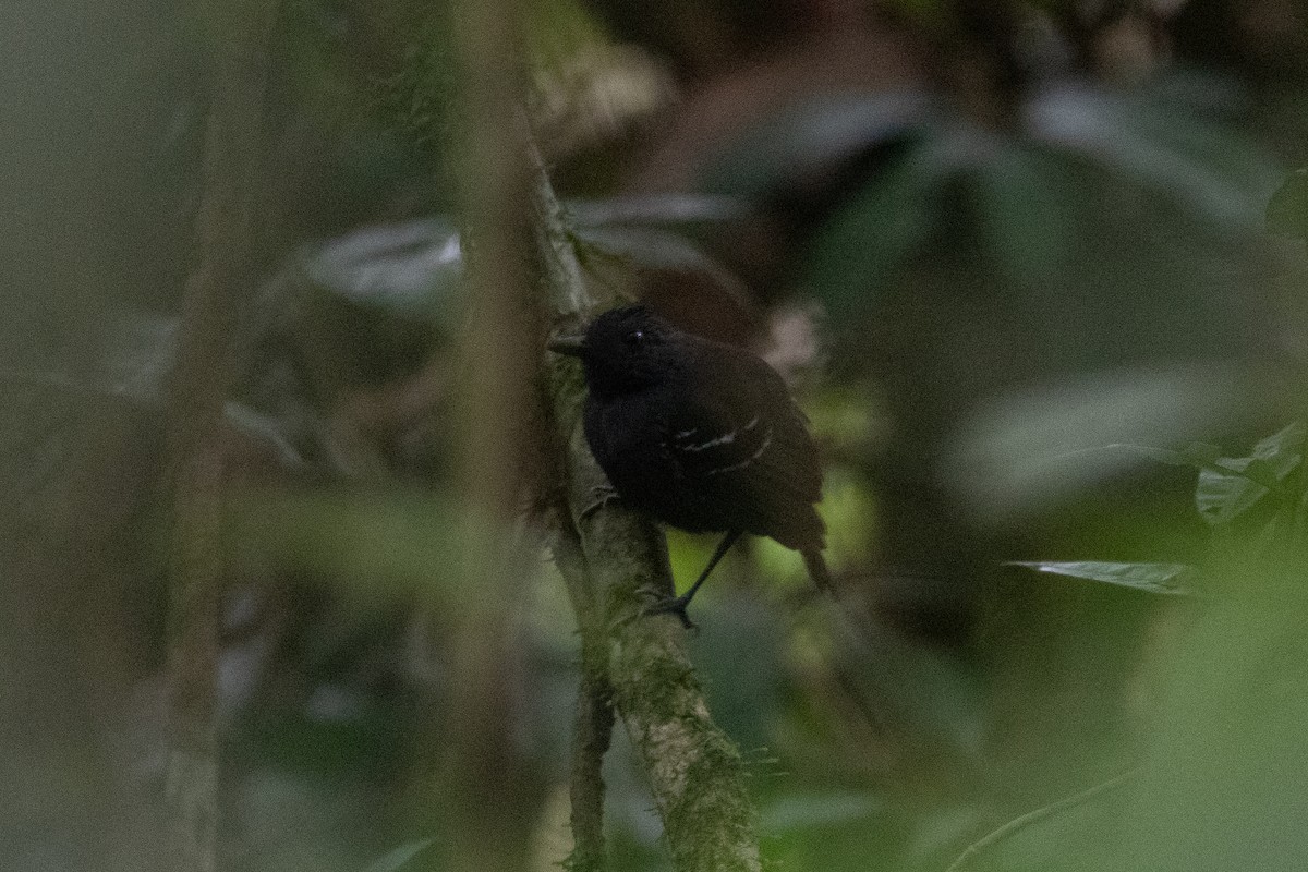 Black-headed Antbird - Andre Moncrieff