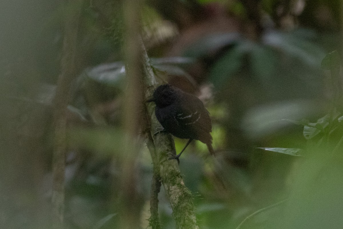 Black-headed Antbird - ML620490421