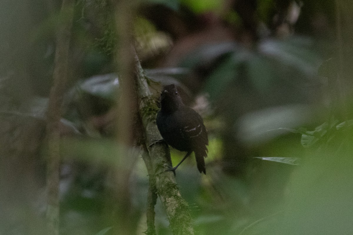 Black-headed Antbird - ML620490422