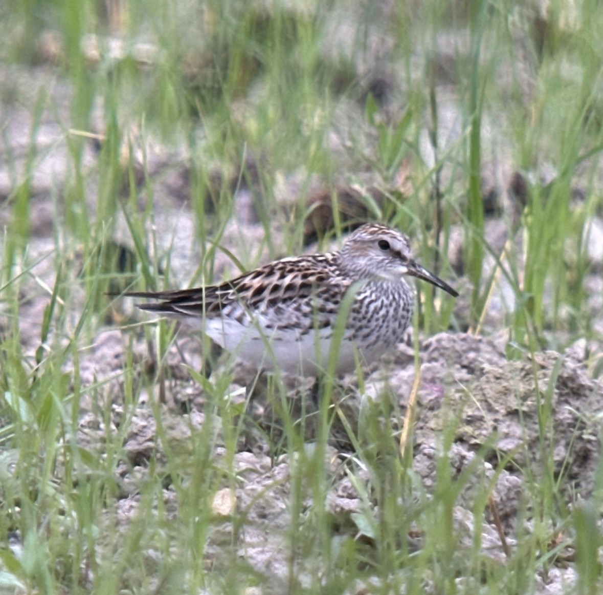 White-rumped Sandpiper - ML620490426