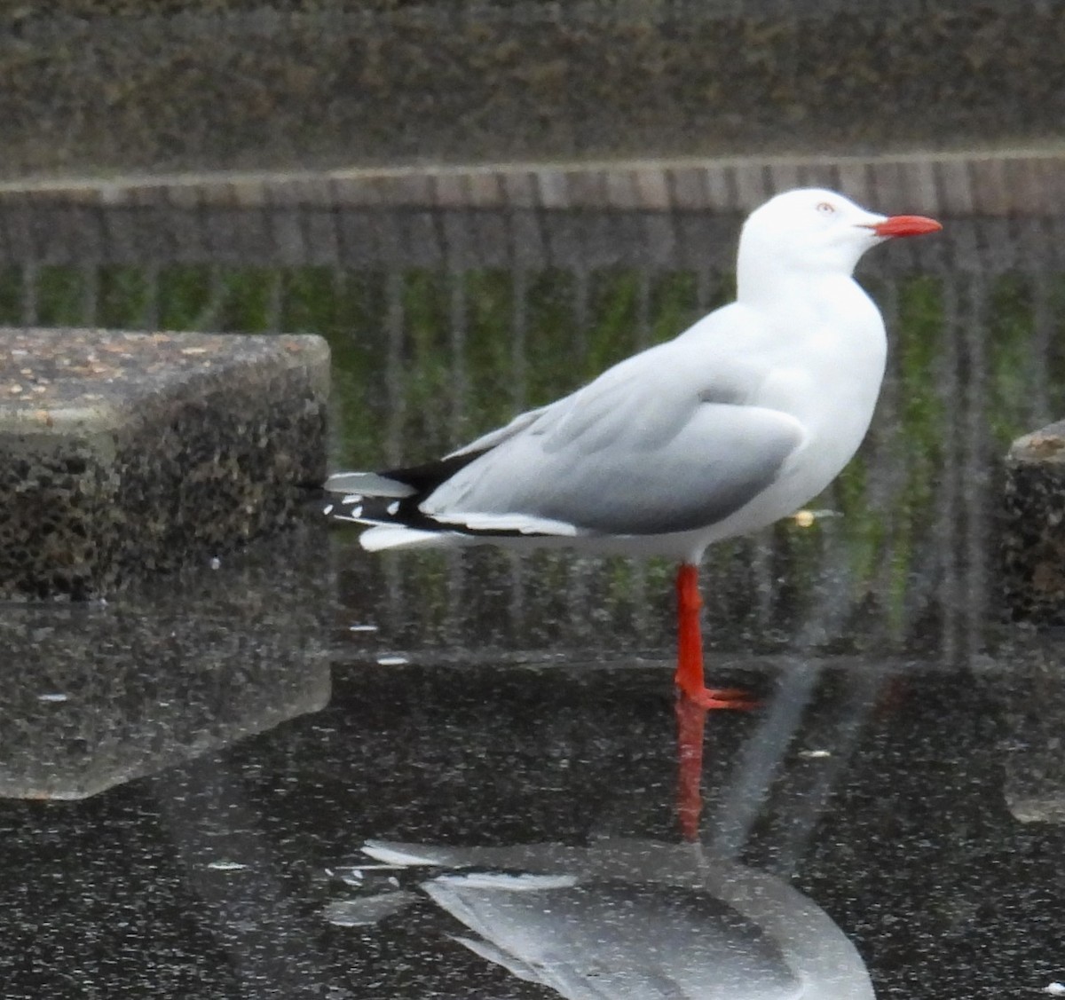 Gaviota Plateada - ML620490428