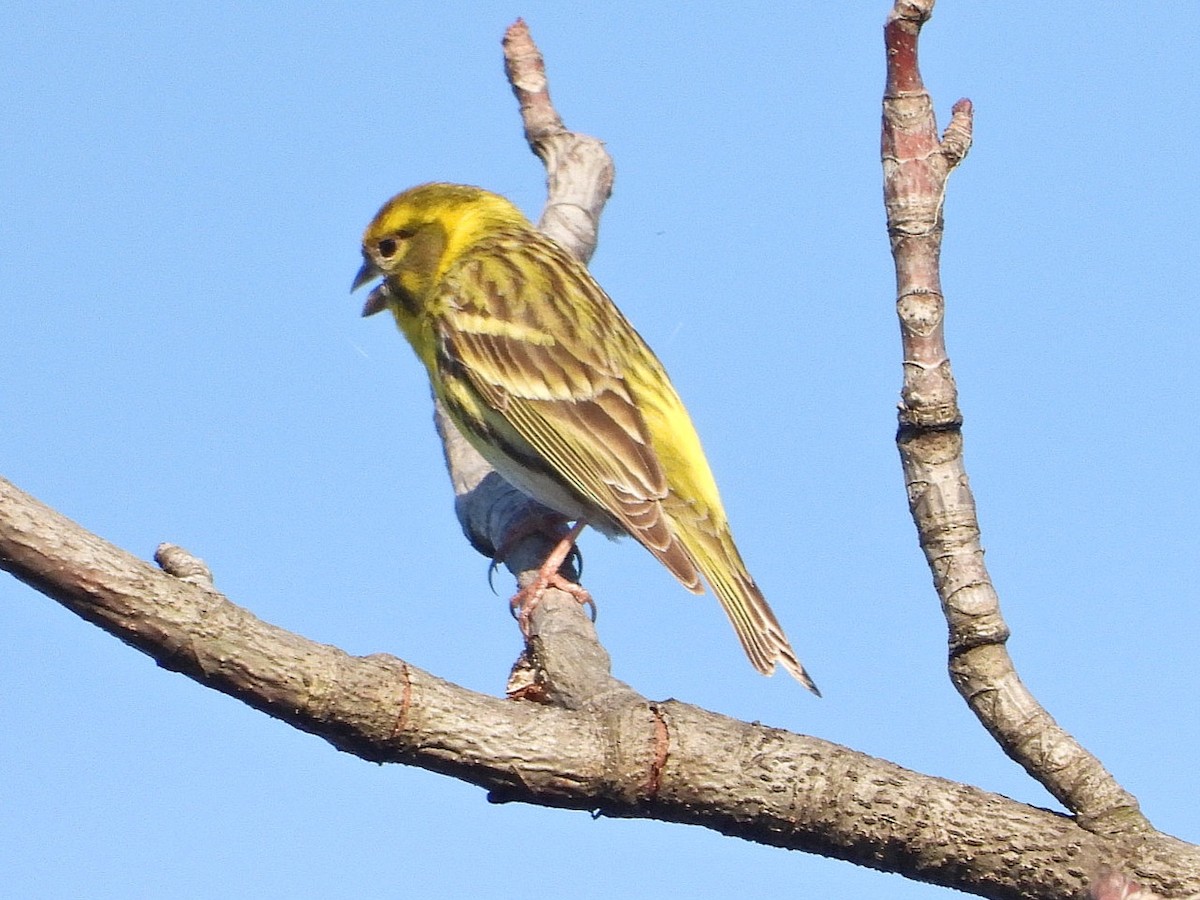 European Serin - ML620490431