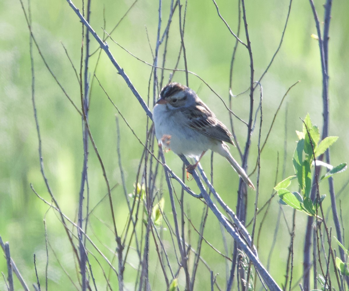 Clay-colored Sparrow - ML620490435