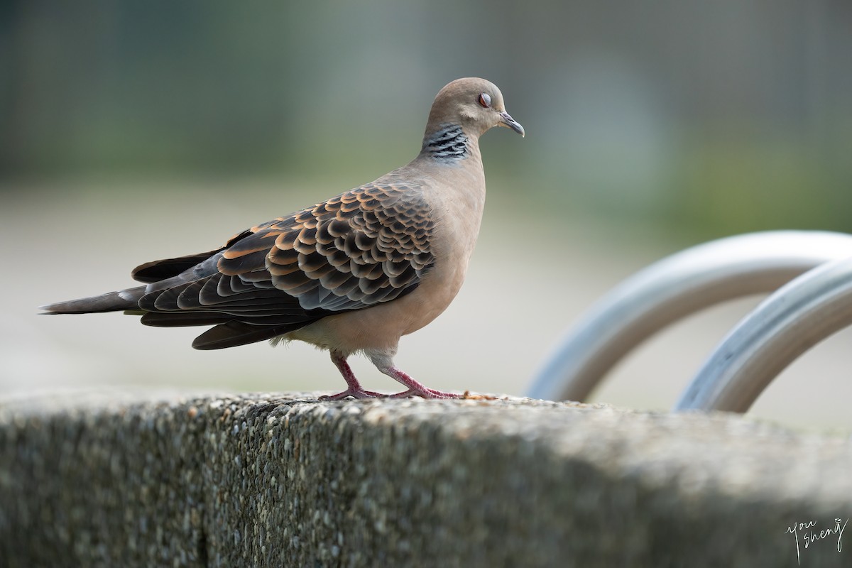 Oriental Turtle-Dove - ML620490440