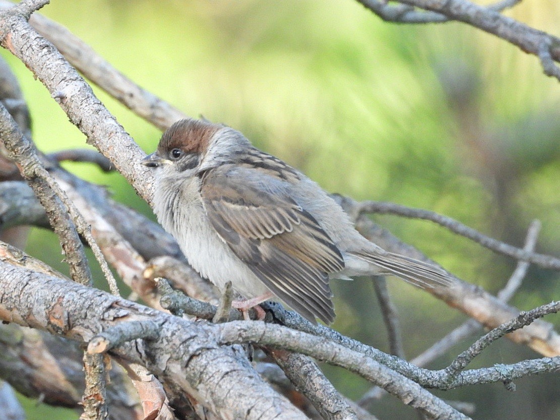 Eurasian Tree Sparrow - ML620490442