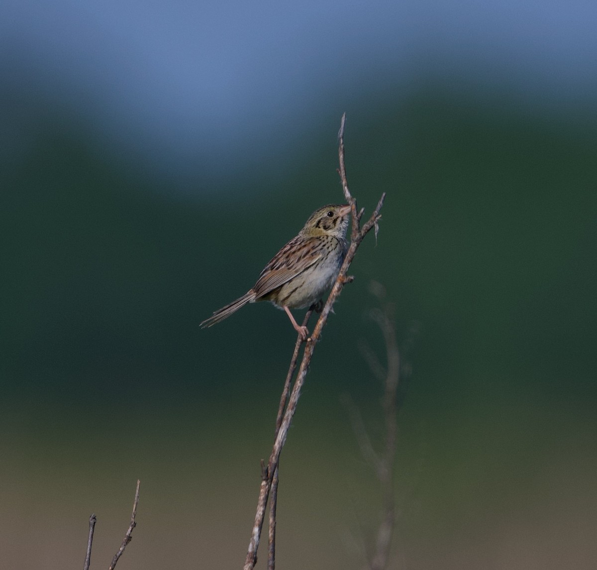 Henslow's Sparrow - ML620490455