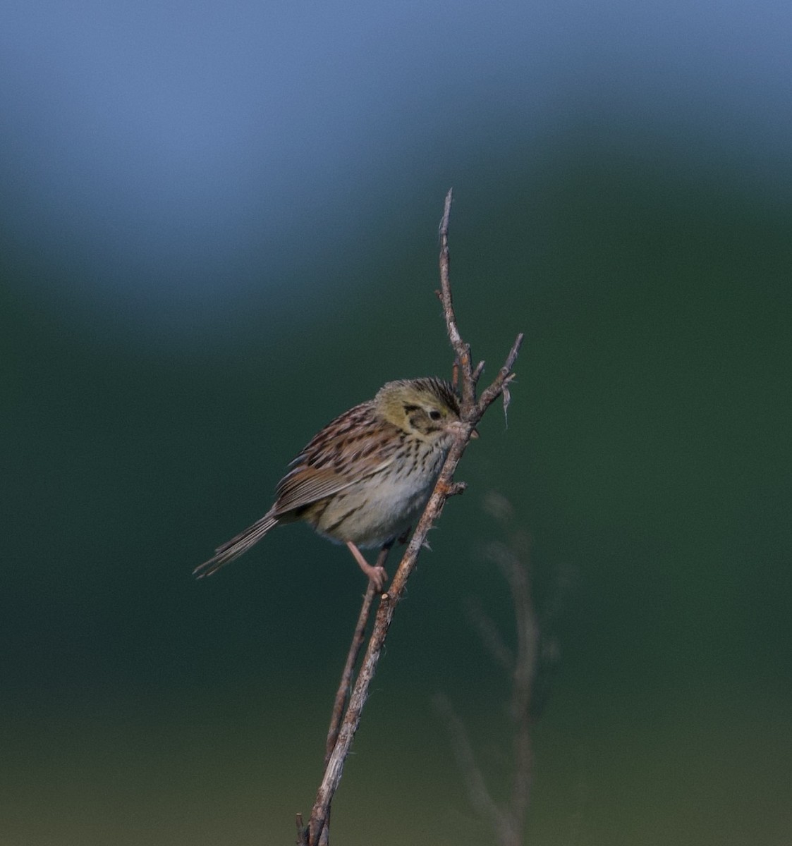 Henslow's Sparrow - ML620490458