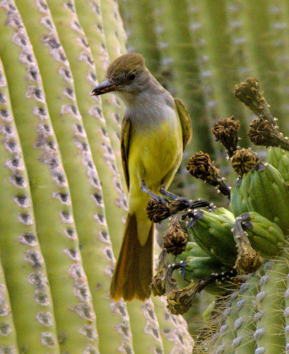 Brown-crested Flycatcher - ML620490460