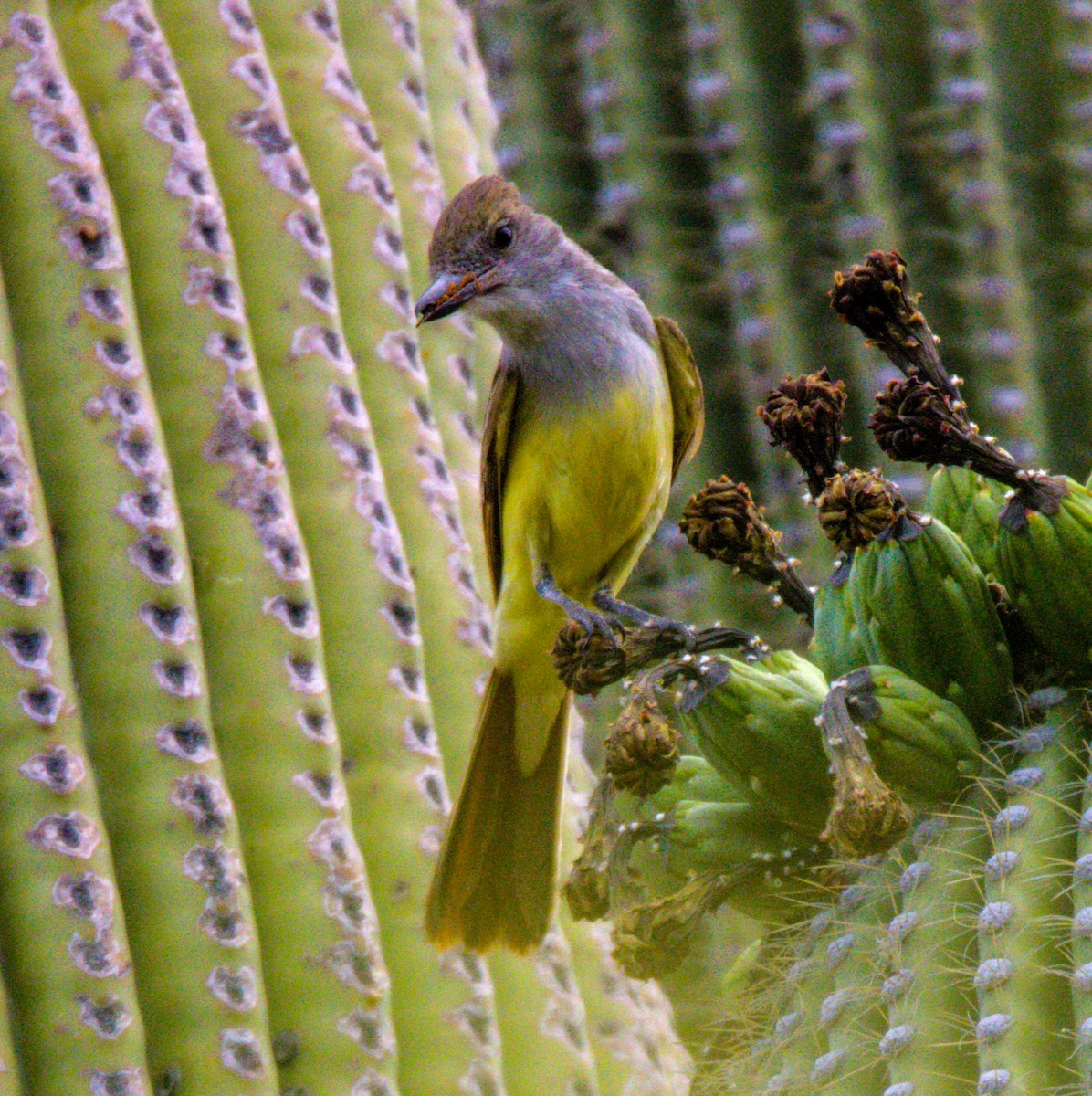 Brown-crested Flycatcher - ML620490463